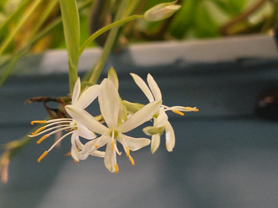 A cluster of 3 spider plant flowers