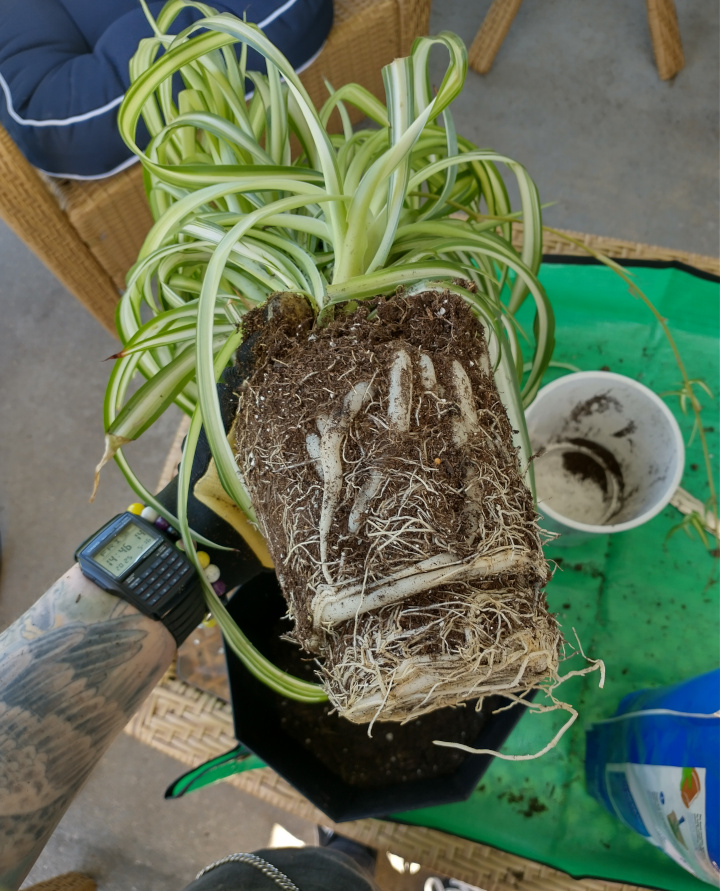 An unpotted, root bound spider plant
