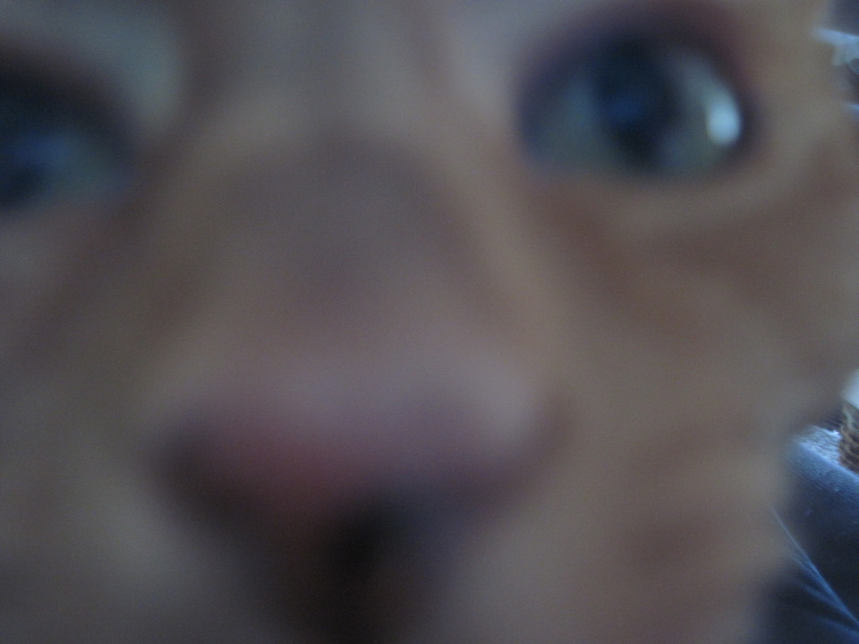A close-up picture of a silly little orange cat's face