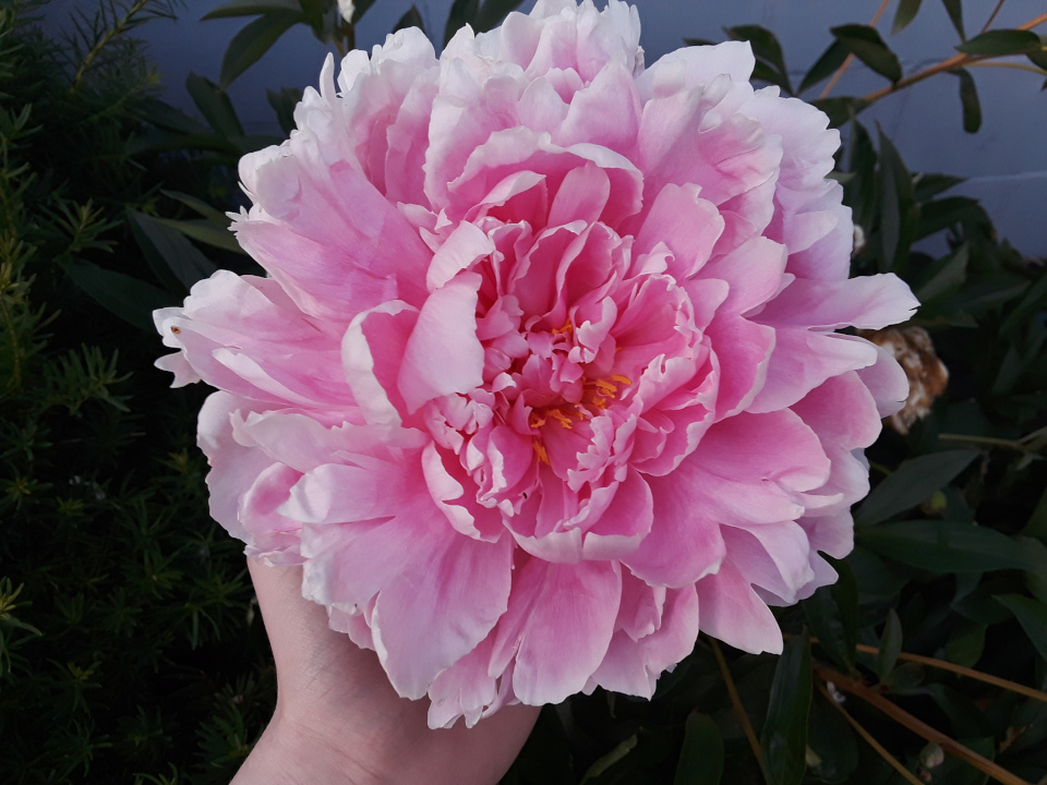 A vibrant pink ball-shaped flower